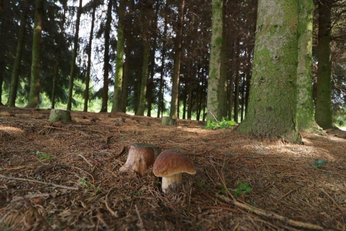Dom Wakacyjny Z Ogromnym Ogrodem Witaszyn Exterior foto